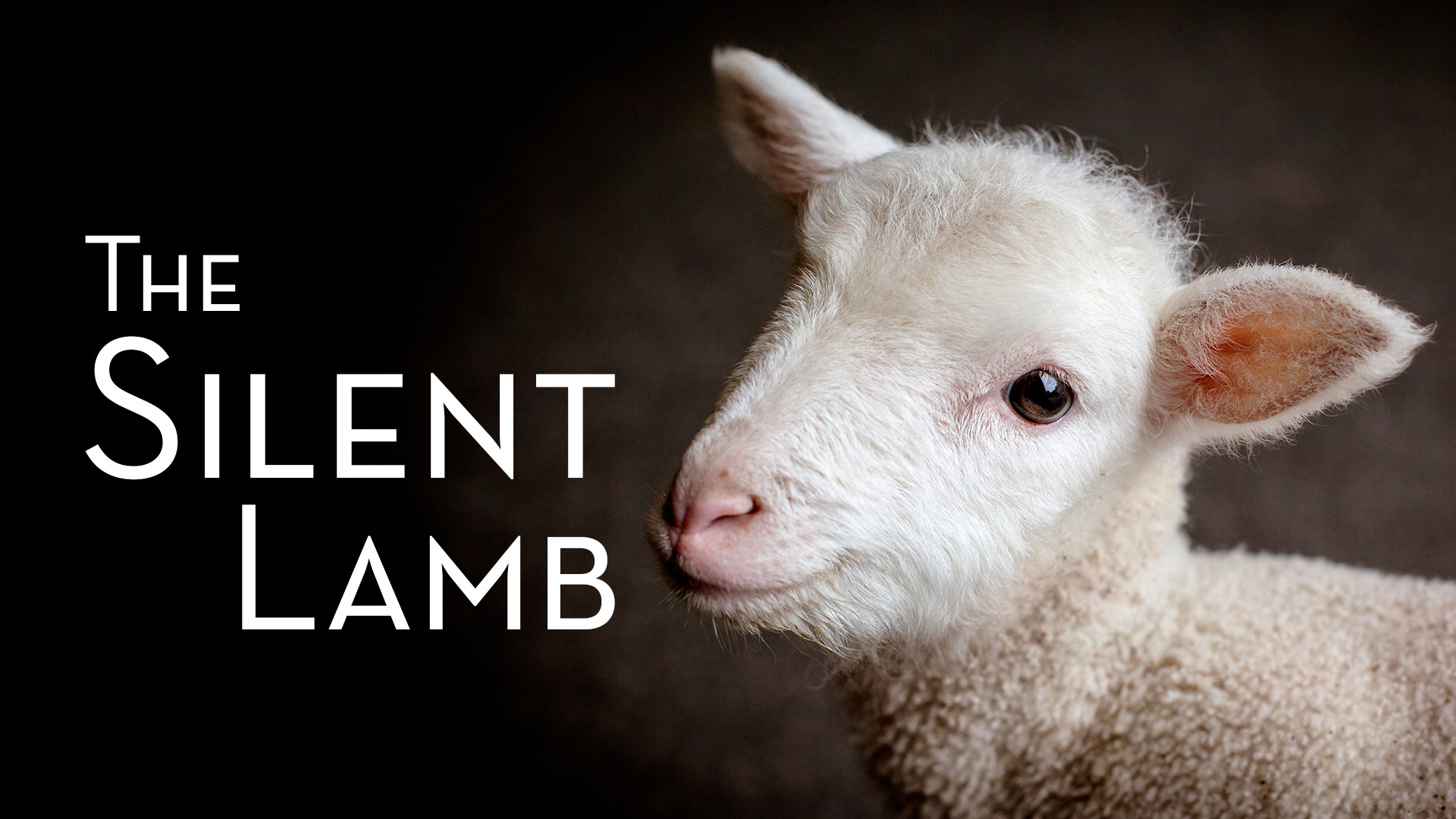 Read more about the article April 10th 2022 – “The Silent Lamb”